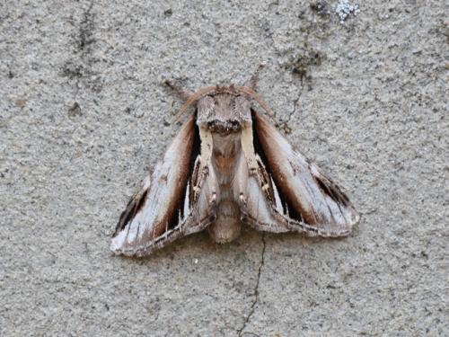 Pheosia gnoma